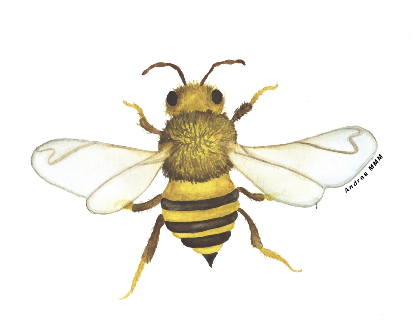 Una abeja vista desde arriba, con las alas abiertas y el cuerpo peludo a rayas amarillas y negras.