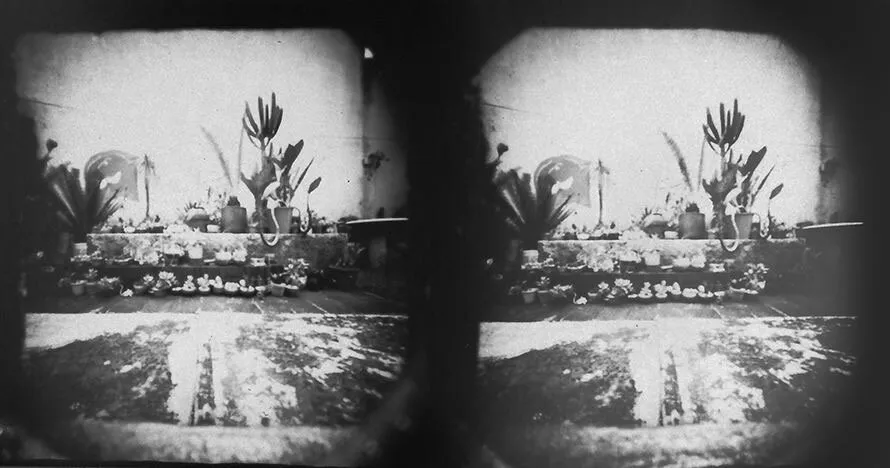 Par estereoscópico en blanco y negro de un jardín con plantas