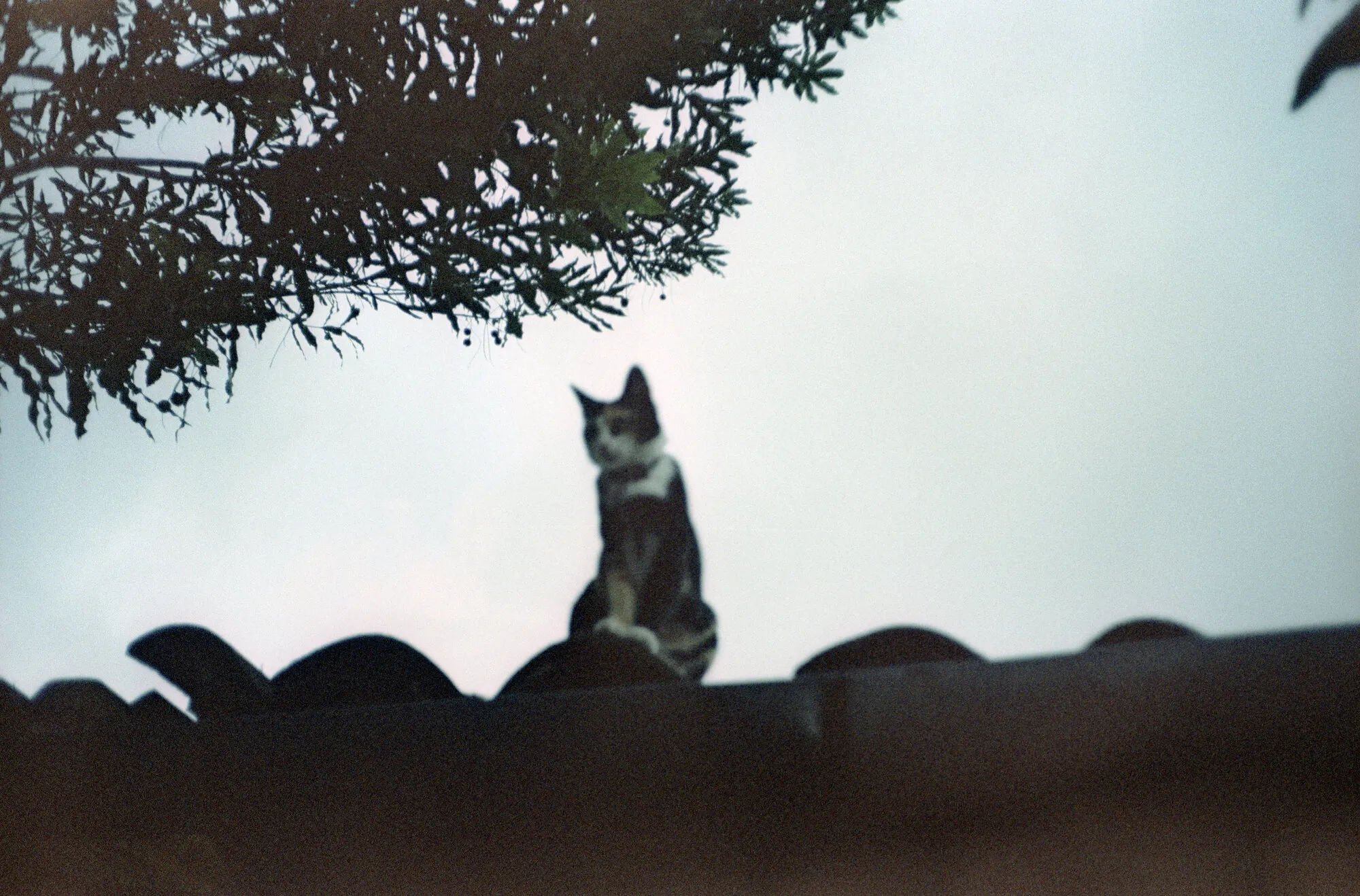 Gata tricolor sentada sobre las tejas, bajo las ramas de un árbol y contra el cielo claro.