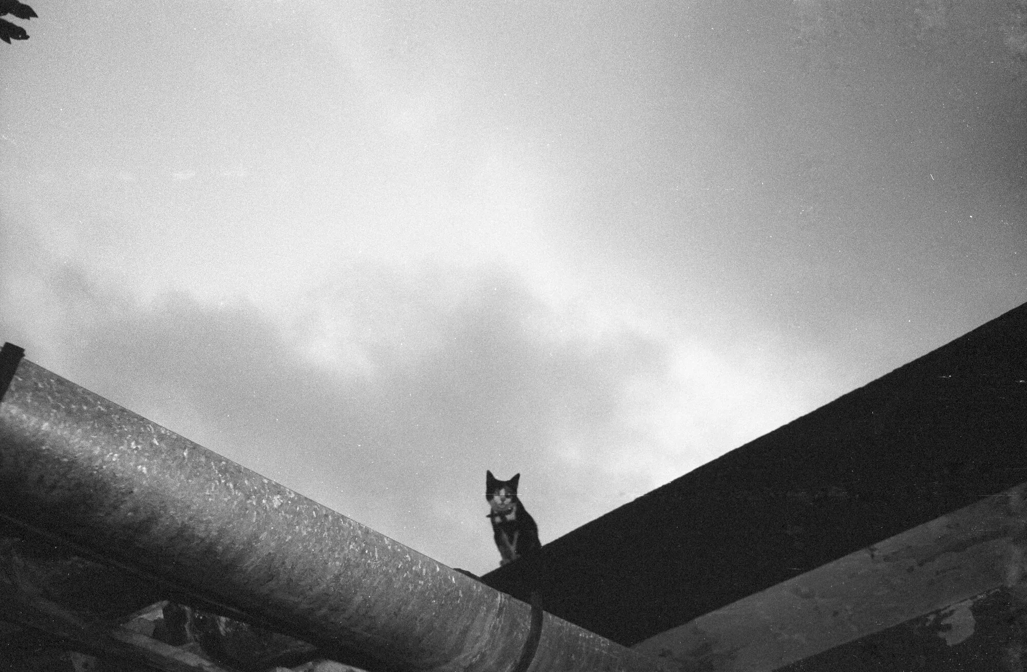 Un gato negro sentado en la orilla de un techo inclinado, recortado contra un cielo nublado.