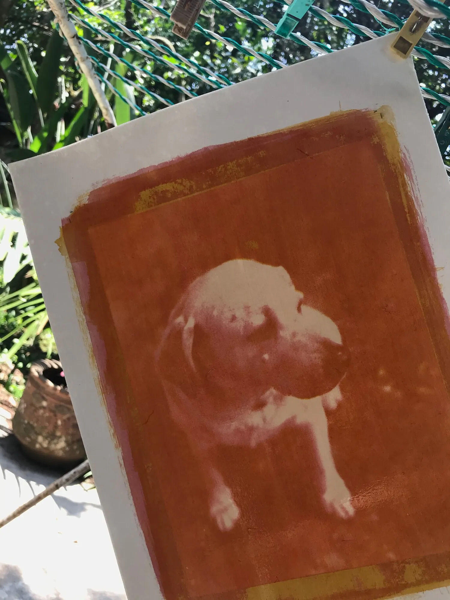 Impresión rojiza de un perro colgada al aire libre